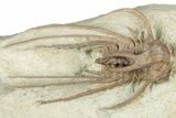 Bargain, Dicranurus Trilobite - Black Cat Mountain, Oklahoma #322580-1